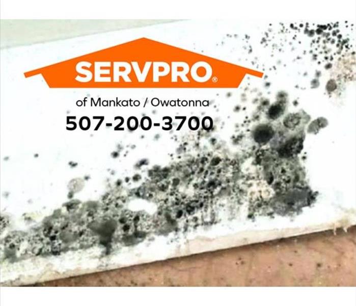 Visible mold infestation in home